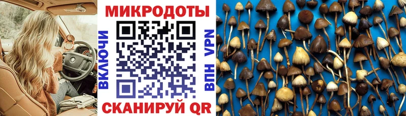 гидра зеркало  Покровск  Псилоцибиновые грибы Cubensis 